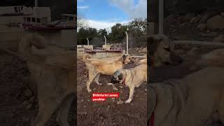 Birbirlerini Seven Çocuklar Öpek