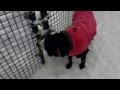 GIRLS PLAYING ON THE SNOW IN NEW YORK DOG PARK