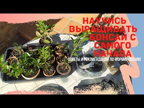 С чего начать бонсай? Выращивание бонсай с нуля. Правильное формирование черенков и саженцев бонсай!