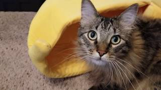 Carl the Cat meets his new banana bed