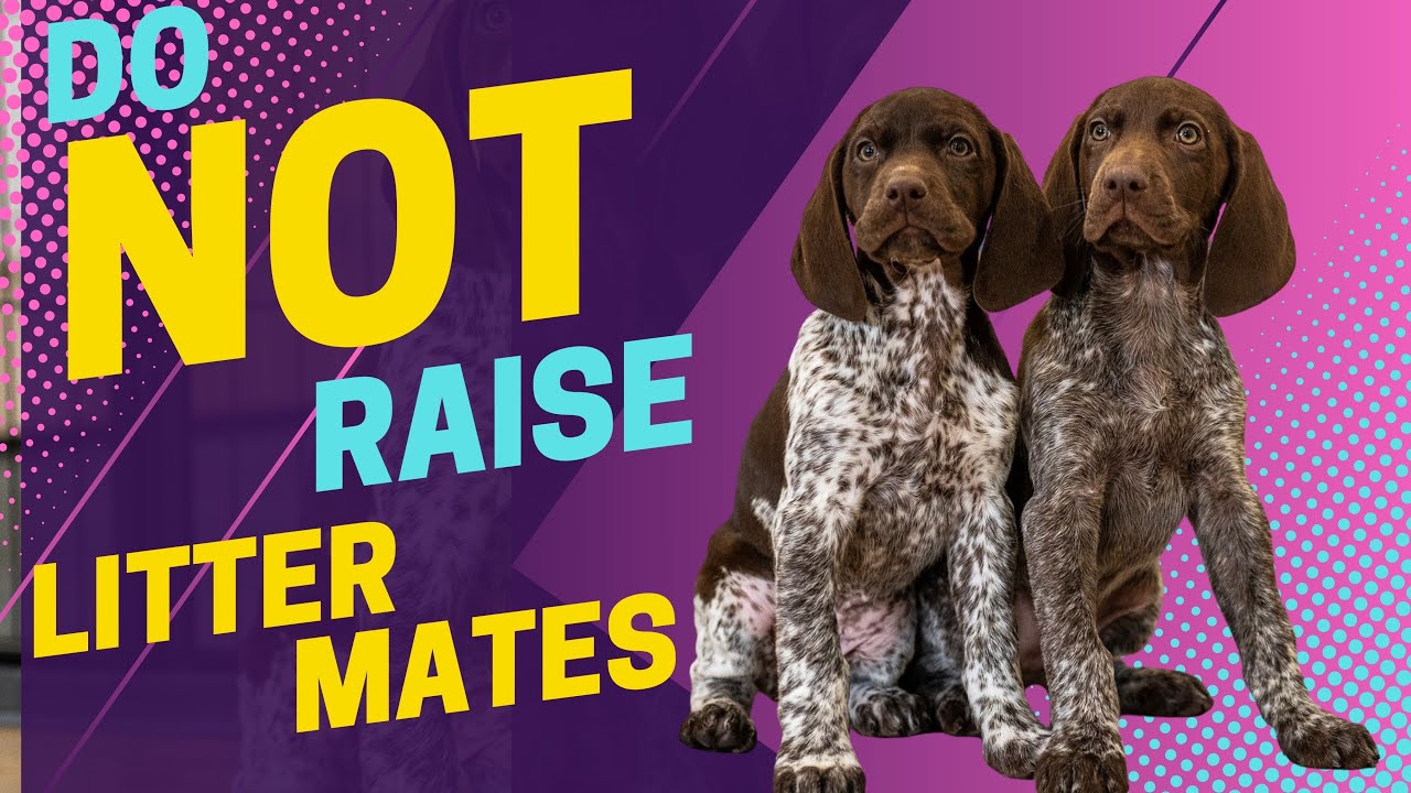 Why NOT To Raise Littermates YouTube