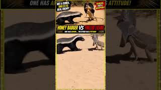 Fearless Honey Badger Attacks Frilled Lizard! 😱 #youtubeshorts #wildlife