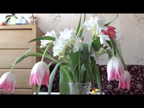 Video: Tulpės - Auginimas Ir Priežiūra. Nuotrauka