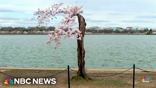 Cherry tree named 'Stumpy' becomes a Washington sensation