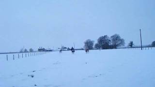 horses in snow dec 2009 054.AVI
