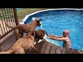 Red fox labrador retriever - Swimming time