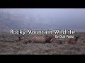 Rocky Mountain Wildlife Trailer