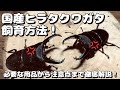 国産ヒラタクワガタの飼育方法 長生きさせるためのコツと必要なモノを徹底解説！