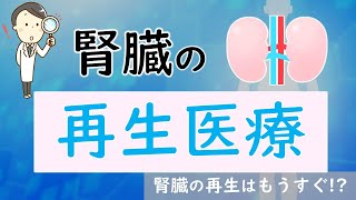 【透析要らず!?】腎臓の再生はいつできる？現状を解説【腎臓内科医が解説】