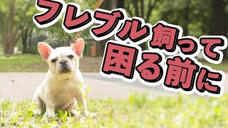 フレンチブルドッグ飼いやすい？飼いにくい？8年暮らして分かった飼い方のコツ教えます