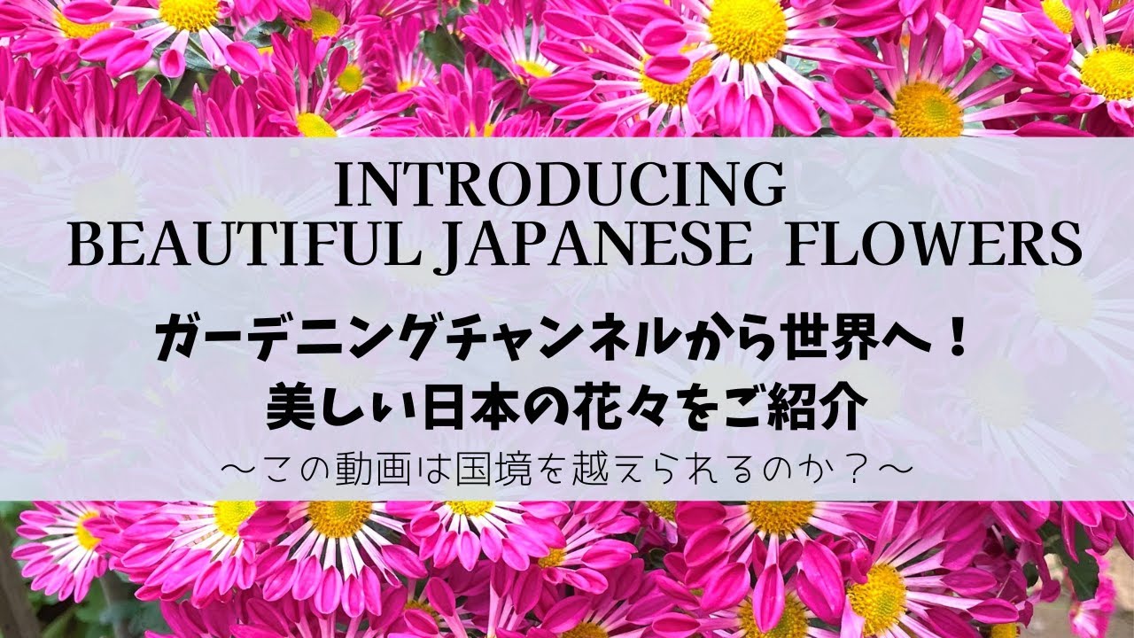 ガーデニングチャンネルから世界へ！日本の花の魅力を世界に伝えたい