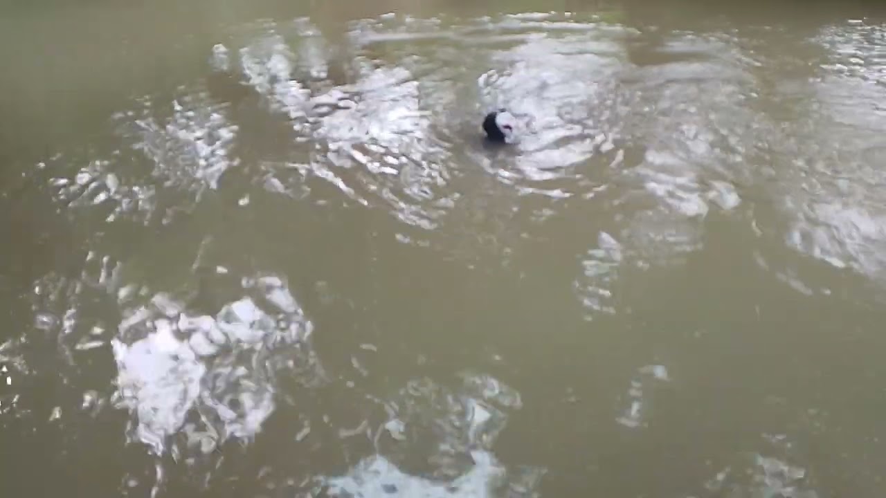 petualang lihat hantu banyu jelas muka putih sangat ganas sekali dengan manusia