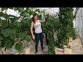 Bye Beans! Pruning Tomato Clusters and Cleaning NFT Channels