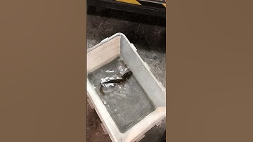 Thử tự Trị bệnh cho cá lóc nữ hoàng   #calockieng #channa #caloc #channamaru #fish #xuhuong #shorts