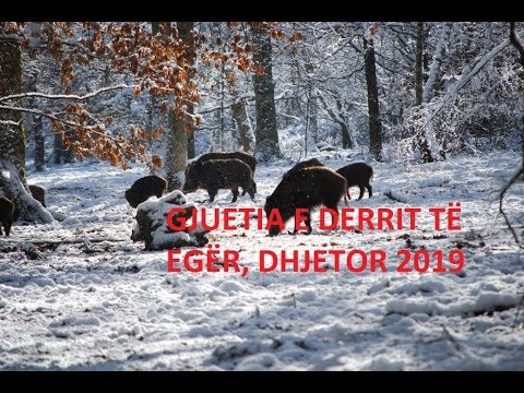 Video: Gjuetia E Derrave Të Egër Në Dimër: Tiparet