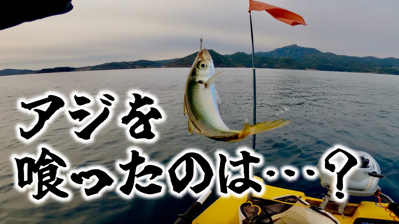 低水温の海… 泳がせでヒットした超高級魚！