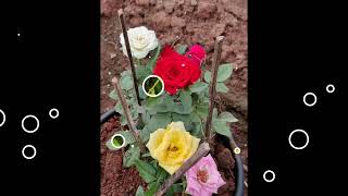 Nuvve Leka Nene Lenanataa Song