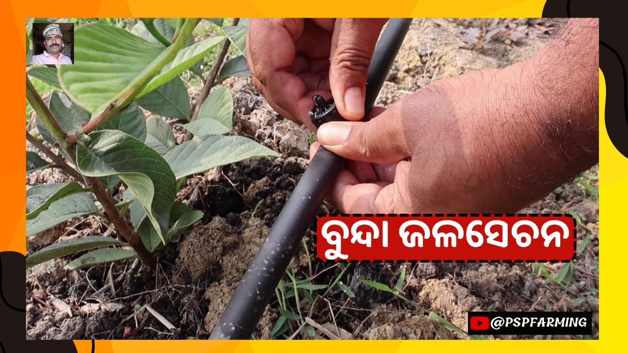 ବୁନ୍ଦା ଜଳସେଚନ | Drip Irrigation System Odisha 