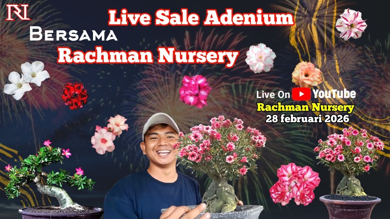 🔴 Live Flash Sale Adenium Bunga Tumpuk Dan Karakter (28 Februari 2026)#rachmannursery #adenium