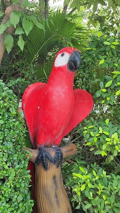 parrot 🦜🦜🦜