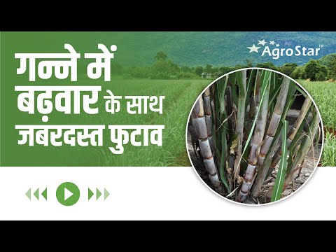 गन्ने की फसल में भूमिका का महत्व!  - गन्ने की फसल में भूमिका का महत्व! 