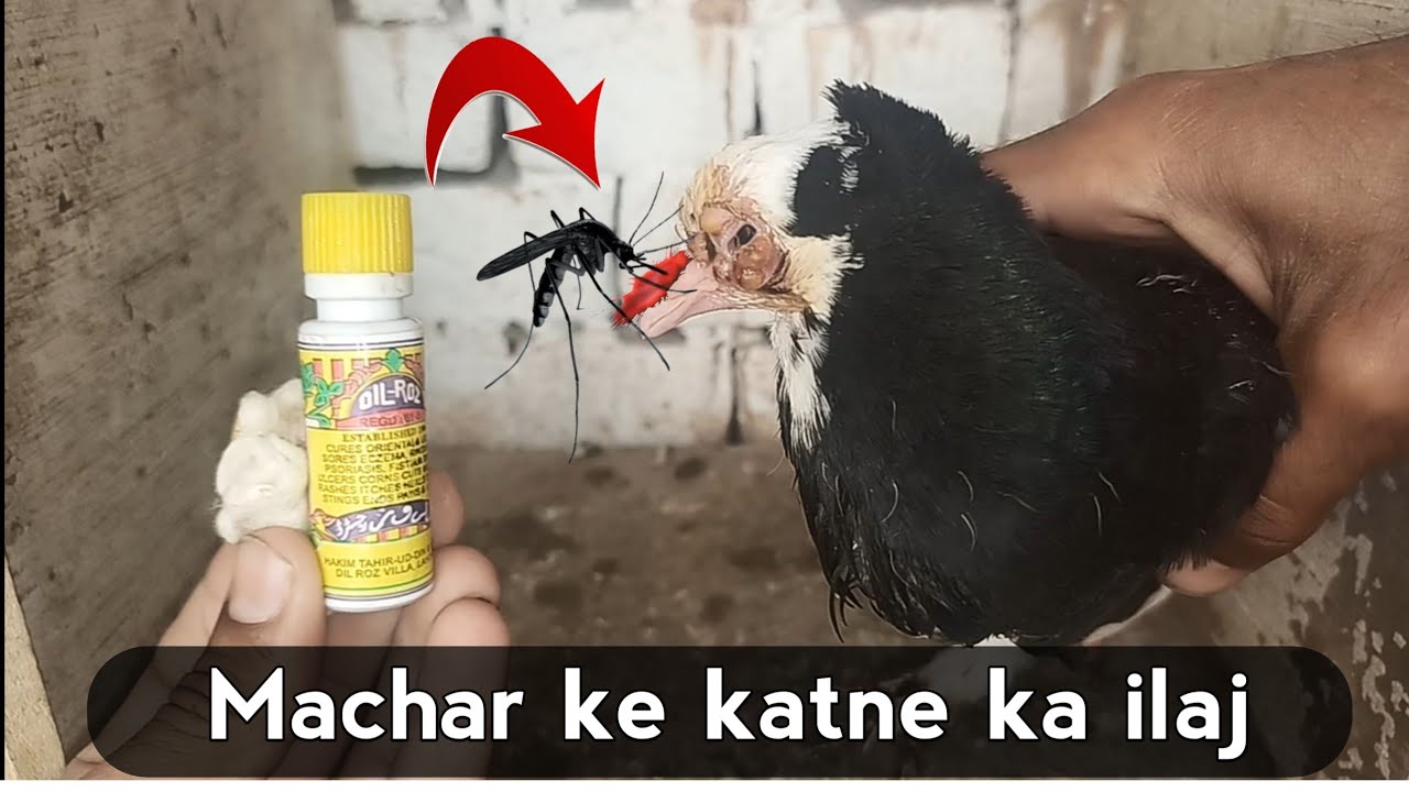 kabootar ko machar ke katne ka ilaaj || How to protects pigeons from mosquitoes part 3