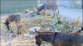 Donkey mating viral video #donkey #mating #registan 