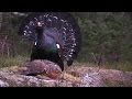 Tiurleik i Mykland 2016 (Capercaillie display 2016 Norway)