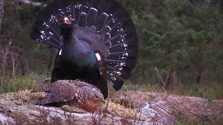 Tiurleik i Mykland 2016 (Capercaillie display 2016 Norway)