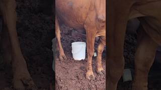 Traditional hand milking cow vlog | Dairy Farm | Dairy farming #farming #cow #viral