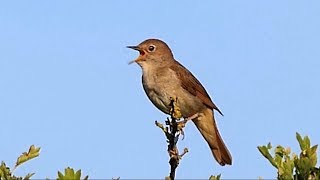 One Hour Relaxing Birdsong: the Nightingale.