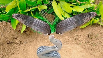 Understand Snake Trap/Easy Video Snake Trap