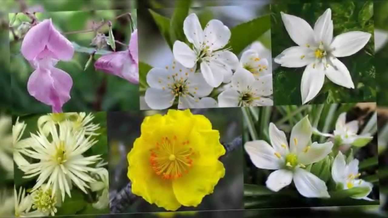 Flor de Bach - YouTube