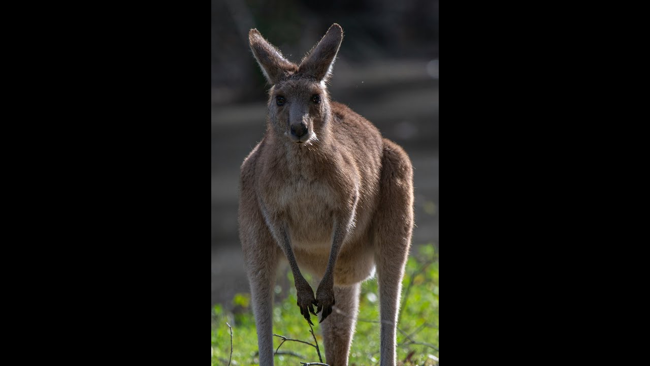 3 Cool Facts About Kangaroos... 🦘🦘🦘 