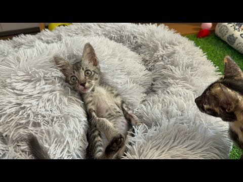 Video: Pet Scoop: Kittens Delay N.Y. Podzemna željeznica, Pas pronađen nakon 2 mjeseca u pustinji Arizona