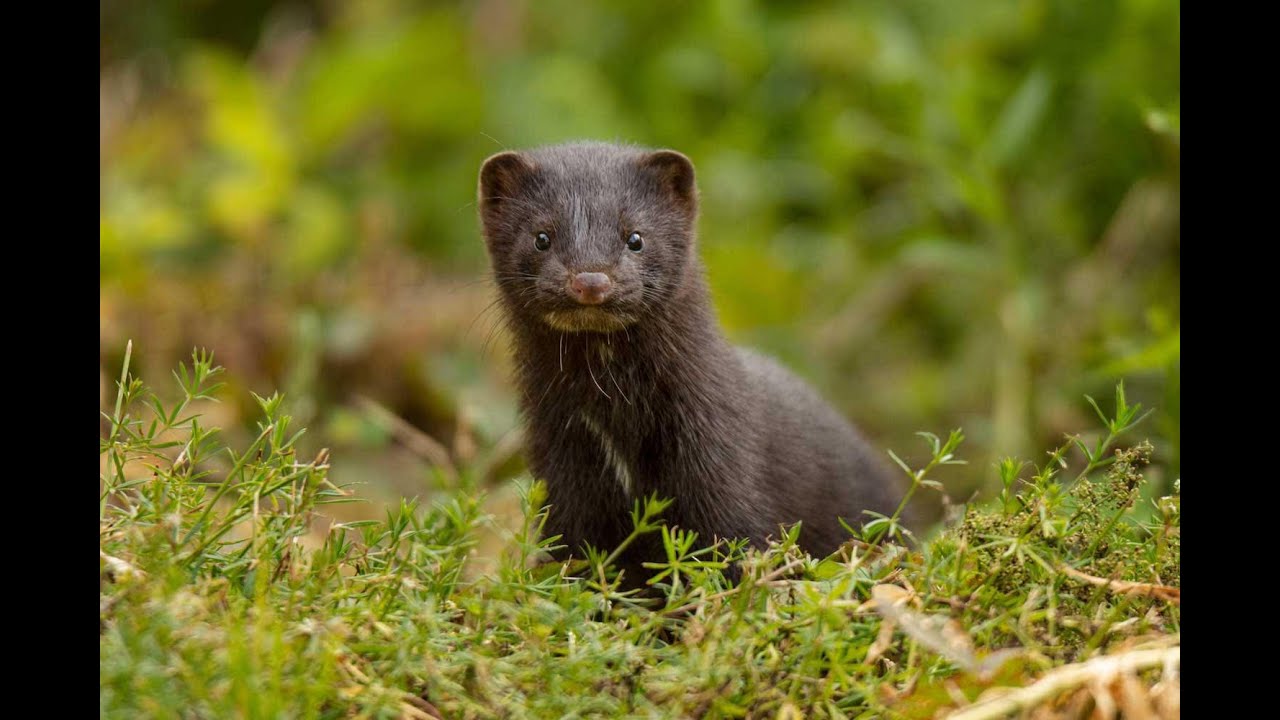 The Border Counties Mink Hunt - YouTube