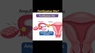 Where Does Fertilization Occur? Class12 Biology |NEET | #ytshort #shorts