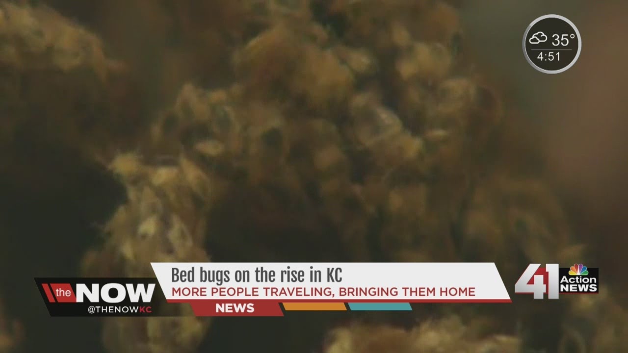 The Now KC: Bed bugs on the rise in KC