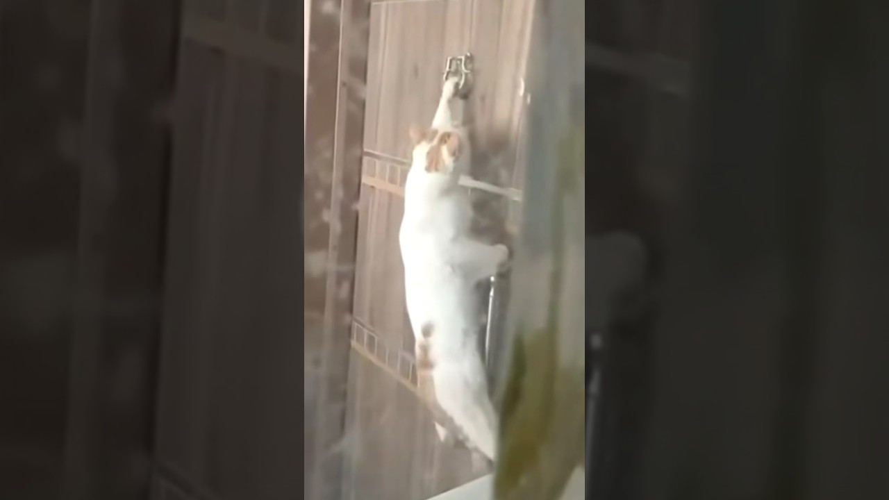 Cat Knocks on Door While Holding Onto the Handle