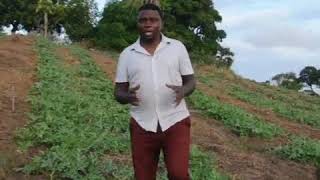 Kilimo cha tikiti maji sehemu ya 2