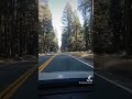 California pines