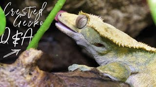 ARE THEY LOUD AT NIGHT!? // Crested Gecko Q&A