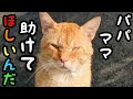 野良猫のモカの可愛い顔が別人になってしまいました