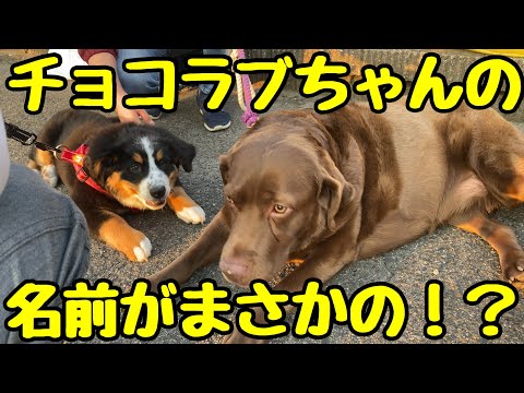 チョコラブちゃんと遭遇！名前がまさかの！？【バーニーズマウンテンドッグ】子犬