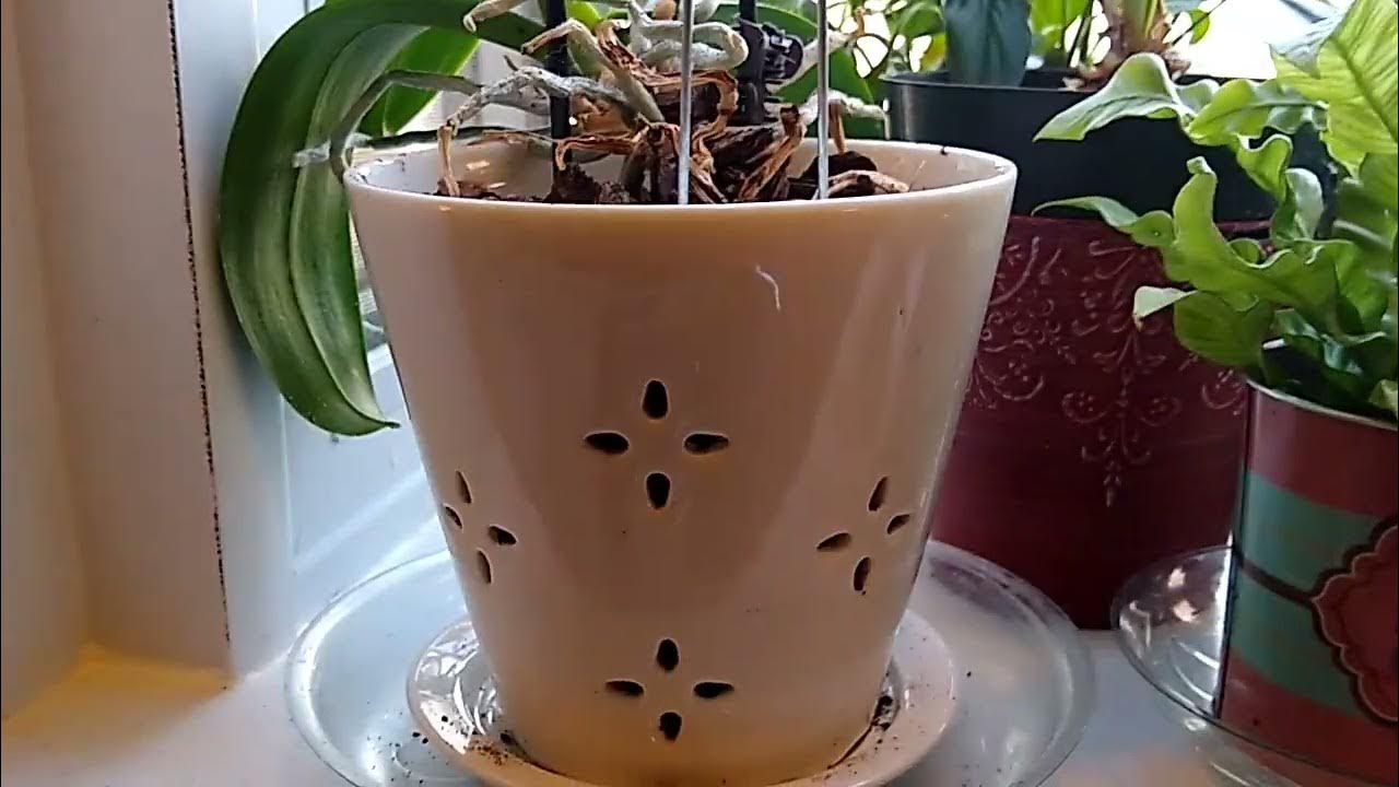 What Houseplants Does Aldi Sell? YouTube