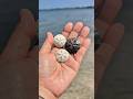Found beauty Sand dollars on the beach. #beautyseashell #beach #shorts #sea