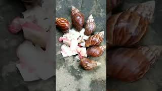 Time to eat! - short video #snail #snailhunter