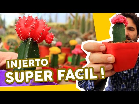 Video: Guía de injerto de cactus - Cómo injertar una planta de cactus