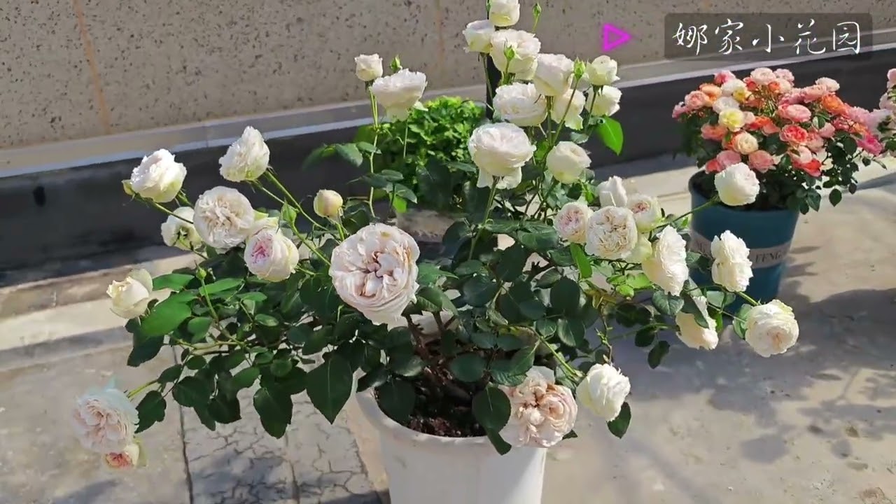 这被我淘汰的花   乙女心月季This flower I eliminated, the rose of the female heart.