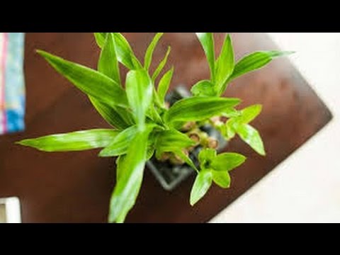 Vastu Dried Plants Bring Negative Energy In Home Youtube